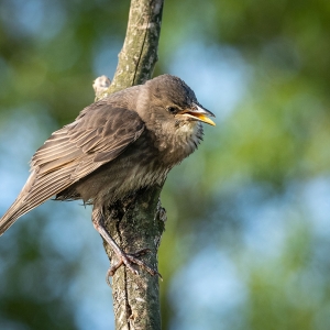 Redwell   27 05 2020   D500   Les 62.jpg